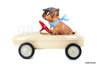 Bild på Franzsische Bulldogge fhrt Tretauto